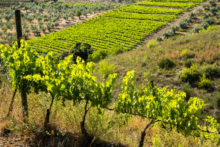 Priorat wine region during spring in Tarragona Spain
