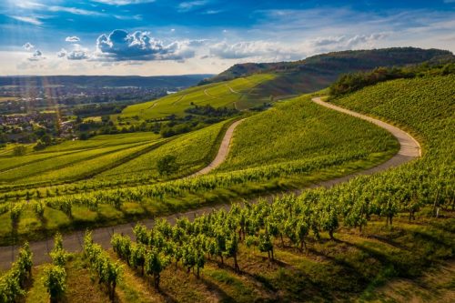 A beautiful view of a vineyard in the green hills at sunset