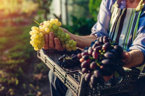 Autumn harvesting. Farmer picking crop of grapes on ecological farm. Happy senior man holding green and blue grapes. Gardening, farming concept